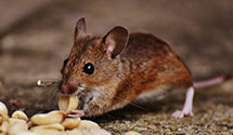 24 Hour & Emergency Exterminators in Upper Saddle River, NJ